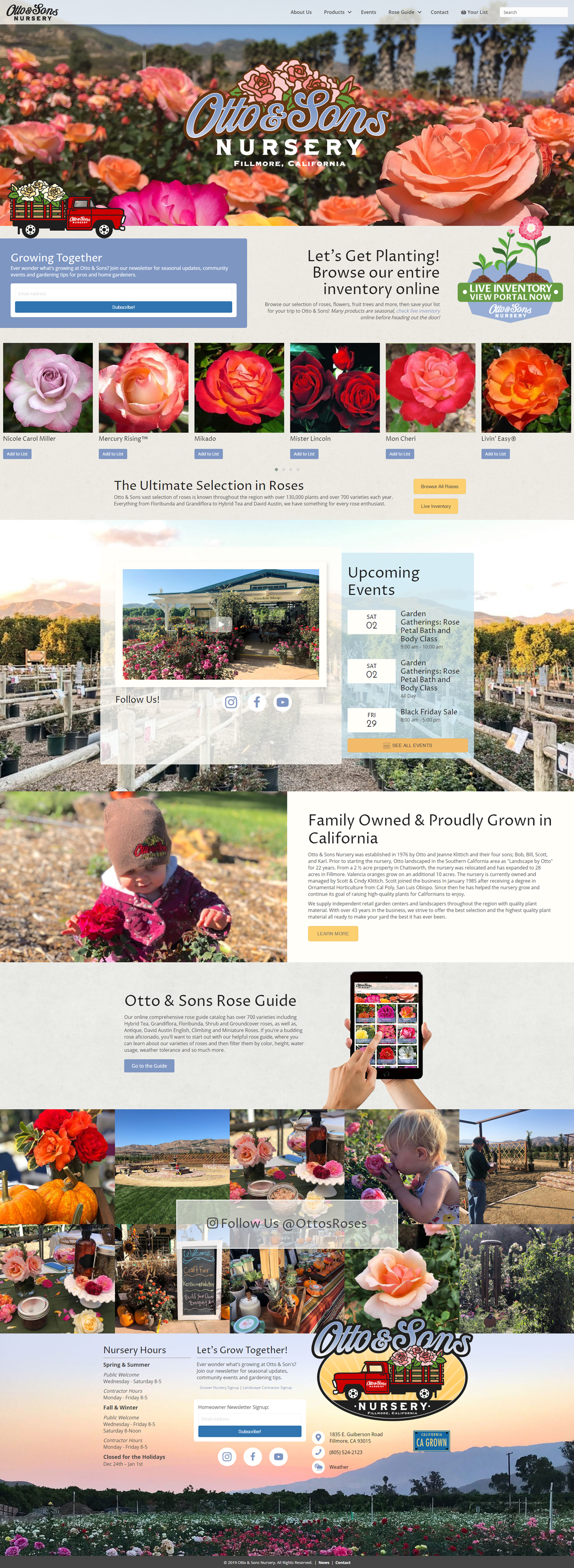 Blooming roses at Otto & Sons Nursery in California.